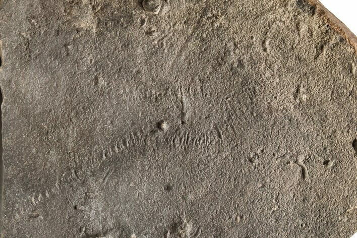 Cruziana (Fossil Trilobite Trackway) - Morocco #274960